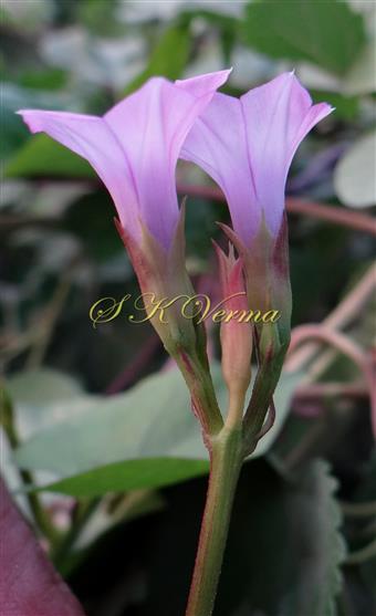   Inflorescence